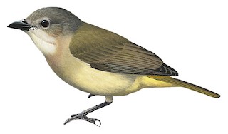 Pachycephala calliope fulvotincta