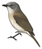 Grey Whistler Illustration