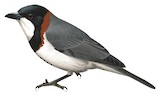 White-breasted Whistler Illustration