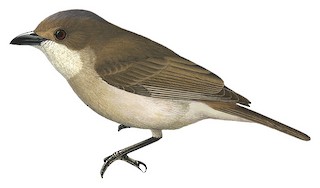 Pachycephala orpheus par