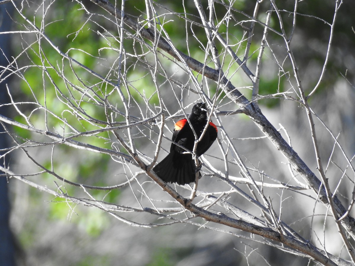Red-winged Blackbird - ML153459811