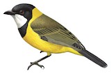 Western Whistler Illustration