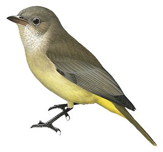 Pachycephala melanura melanura