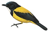 Golden-backed Whistler Illustration