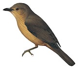 Variable Shrikethrush Illustration