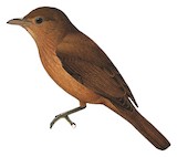 Rufous Shrikethrush Illustration