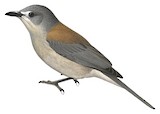 Grey Shrikethrush Illustration