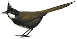 Eastern Whipbird Illustration