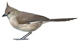 Chiming Wedgebill Illustration