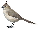 Chirruping Wedgebill Illustration