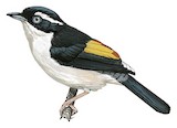 Pied Shrike-babbler Illustration