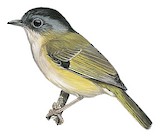 Green Shrike-babbler Illustration