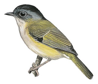 Pteruthius xanthochlorus xanthochlorus