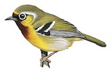 Trilling Shrike-babbler Illustration