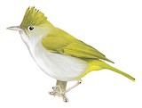 White-bellied Erpornis Illustration