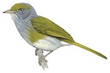 Grey-chested Greenlet Illustration