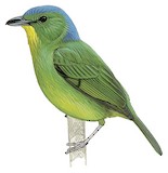 Green Shrike-Vireo Illustration