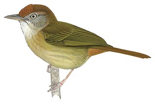 Tunchiornis ferrugineifrons ferrugineifrons