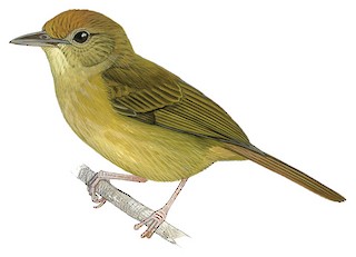 Tunchiornis rubrifrons lutescens