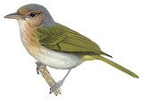 Buff-cheeked Greenlet Illustration