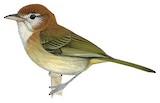 Rufous-naped Greenlet Illustration