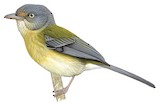 Tepui Vireo Illustration