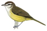 Brown-capped Vireo Illustration