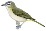 Red-eyed Vireo Illustration