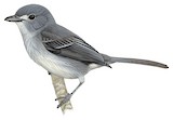 Grey Vireo Illustration