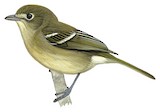 Hutton's Vireo Illustration