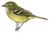 Yellow-winged Vireo Illustration