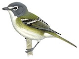 Blue-headed Vireo Illustration