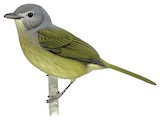 Blue Mountain Vireo Illustration