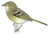 Jamaican Vireo Illustration