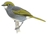 Slaty Vireo Illustration