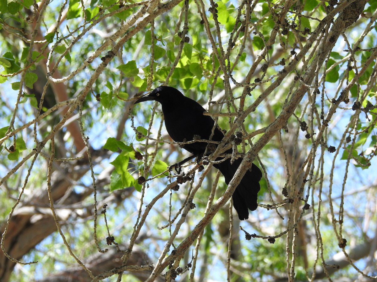 Great-tailed Grackle - ML153461851