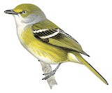 White-eyed Vireo Illustration