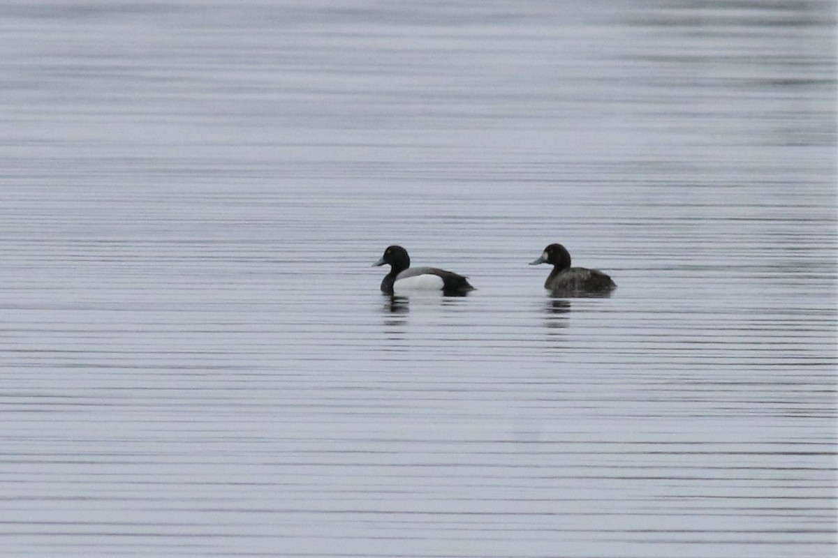 Greater Scaup - ML153461991
