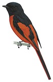 Sunda Minivet Illustration