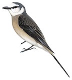 Swinhoe's Minivet Illustration