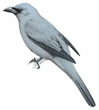 Stout-billed Cuckooshrike Illustration