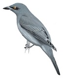 Barred Cuckooshrike Illustration