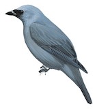 Boyer's Cuckooshrike Illustration