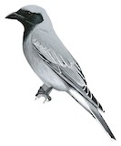 Black-faced Cuckooshrike Illustration