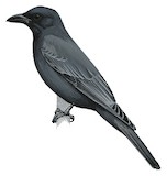 Wallacean Cuckooshrike Illustration