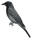 North Melanesian Cuckooshrike Illustration