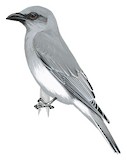 Javan Cuckooshrike Illustration