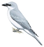 White-bellied Cuckooshrike Illustration