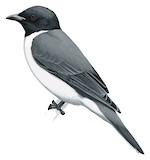 Comoro Cuckooshrike Illustration