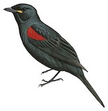 Red-shouldered Cuckooshrike Illustration